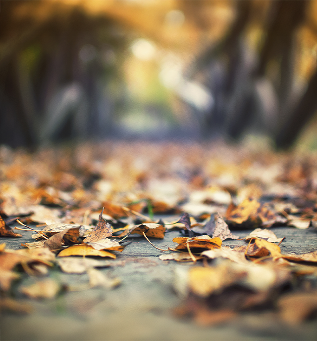 Principais fatores de risco para motociclistas: pavimento em mau estado e com folhas